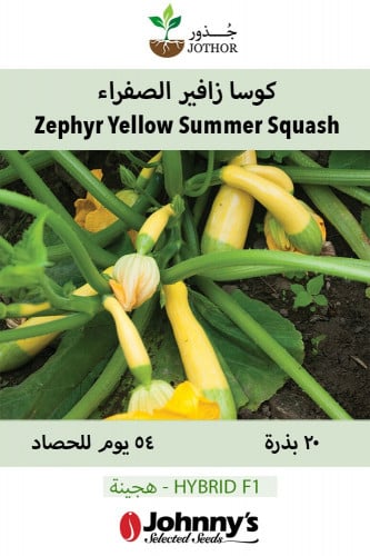 بذور كوسا زافير الصفراء - Zephyr (F1) Yellow Summe...