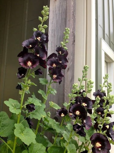 بذور خطمية سوداء أرجوانية - The Watchman Hollyhock...