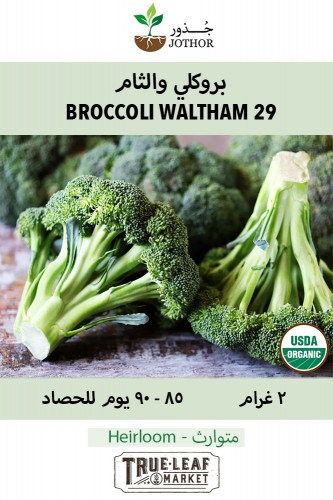 بذور بروكلي والثام عضوي- Broccoli Waltham 29 Seed