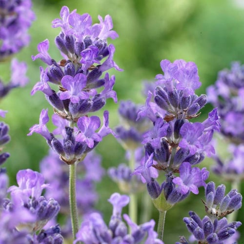 بذور لافندر مونستيد - Lavender Munstead Seeds
