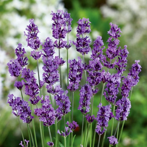 بذور لافندر مونستيد - Lavender Munstead Seeds