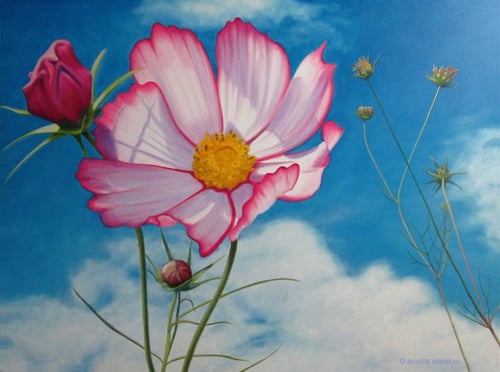 بذور كوسموس كاندي - Candystripe Cosmos Seeds