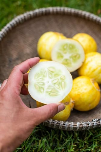 بذور خيار ليموني - Lemon Cucumber Seeds