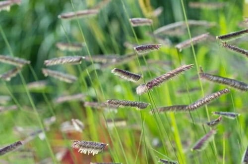 عشب الزينة - Grass Blue Grama