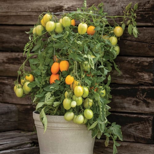 بذور طماطم شروق الشمس - Sunrise Sauce (F1) Tomato...