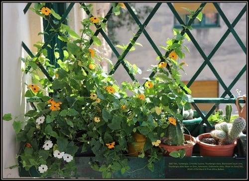 بذور متسلقة بلاك اي سوزان - Black Eyed Susan Vine...