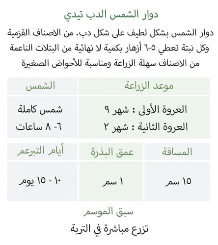 بذور دوار الشمس الدب تيدي - Teddy Bear Sunflower S...