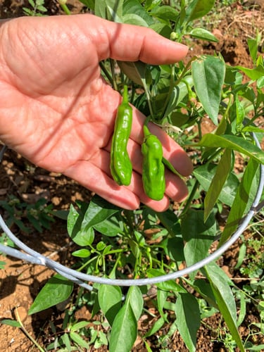 بذور فلفل شيشتو عضوي - Shishito pepper Seeds