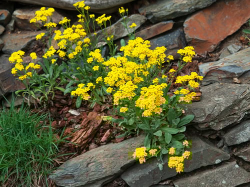 بذور اليسيوم سلة الذهب - Alyssum Basket of Gold Se...