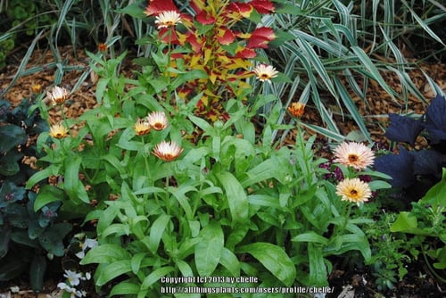 أذريون زيولايتس - Zeolights Calendula