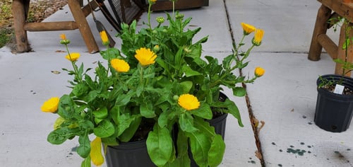 أذريون ريسينا - Resina Calendula