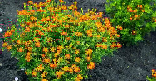 بذور قطيفة منوعة - Marigold Signet Gem Blend