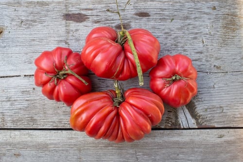 بذور طماطم زابوتيك المضلع - Tomato Zapotec Oaxacan...