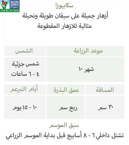 بذور سكابيوسا كرزية - Fire King Scabiosa Seeds