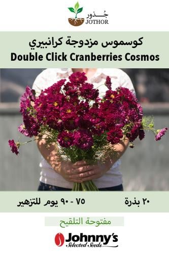 بذور كوسموس مزوجة كرانبيري - Double Click Cranberr...