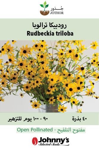 بذور رودبيكا ترالوبا - Rudbeckia triloba Organic Flower Seed