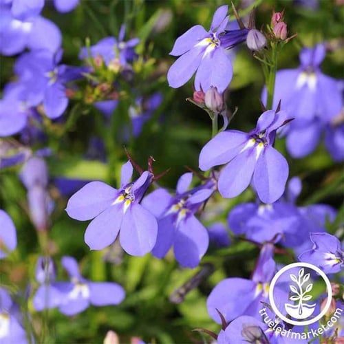 بذور لوبيليا - Lobelia Crystal Palace Seeds