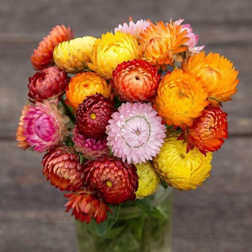 زهور القش الملونة - Strawflower Seeds - Tall Doubl...