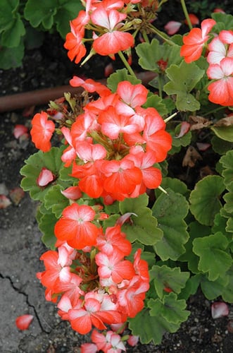بذور جيرانيوم برتقالي - Orange Bi-color Geranium S...