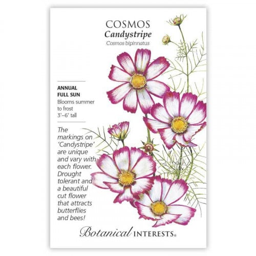 بذور كوسموس كاندي - Cosmos Candystripe Seeds