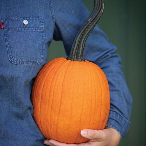 بذور يقطين بيبسكويك - Pipsqueak PMR (F1) Pumpkin S...