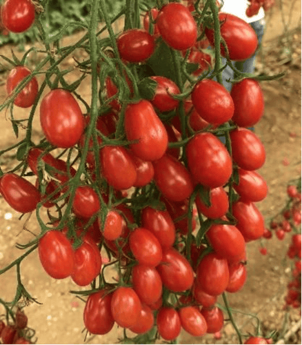 بذور بندورة بلحية - Plume Tomato Seeds