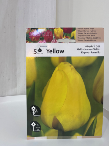 ابصال شتوية توليب أصفر - tulip