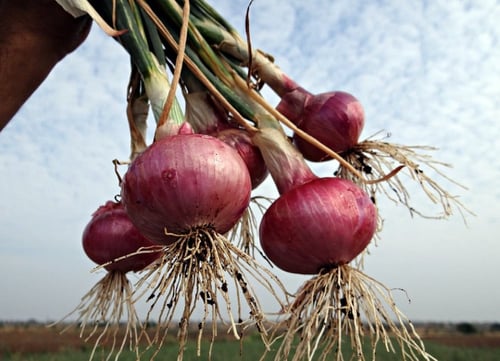 بذور بصل احمر - Red Burgundy Onion Seeds