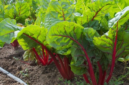 بذور سلق أحمر عضوي - Ruby Red Swiss Chard Seeds