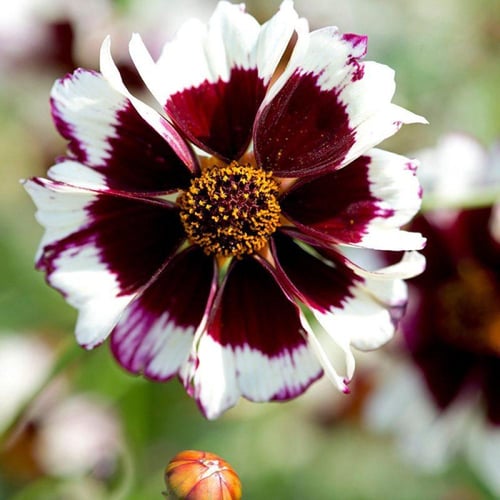 بذور كوريبسيس سورل - Swirl Coreopsis Seeds Seeds