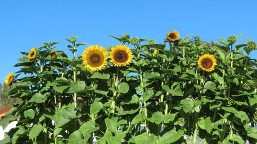 بذور دوار الشمس اصناف متعددة - SUNFLOWER ALL SORTS...