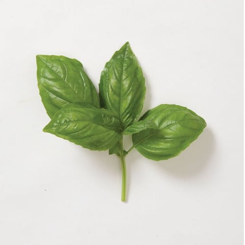 بذور ريحان إيطالي جنفيز - Genovese Basil Seeds