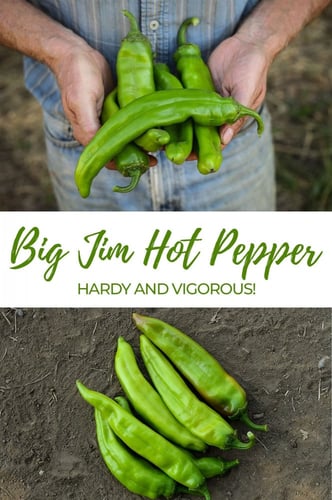 بذور فلفل جيم العملاق - Pepper Hot Big Jim Seeds