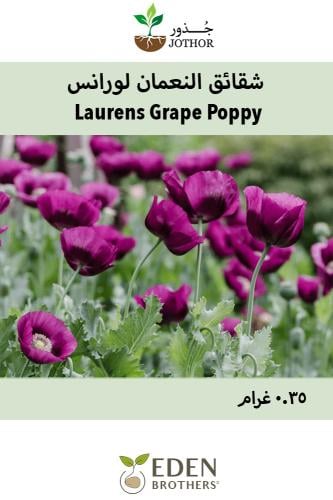 بذور شقائق النعمان لورانس - Poppy Seeds