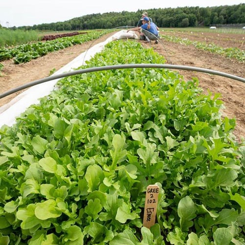 بذور جرجير اسمي - ESMEE ARUGULA SEEDS