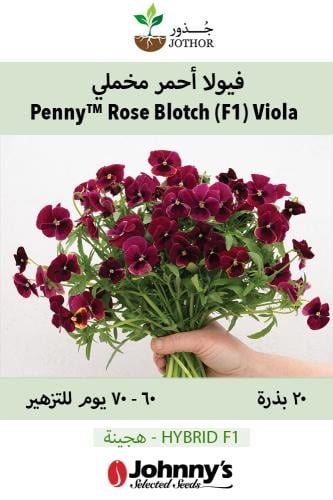 بذور فيولا احمر مخملي - Penny™ Rose Blotch (F1) Vi...