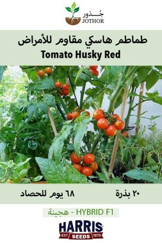 بذور طماطم هاسكي مقاوم للأمراض