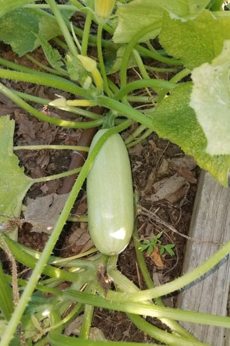 بذور كوسا ديراني الفاتحة - Dirani Summer Squash Se...