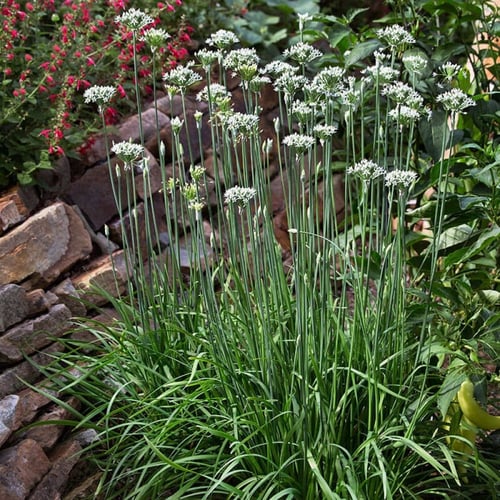 بذور ثوم معمر - Garlic Chives Seeds