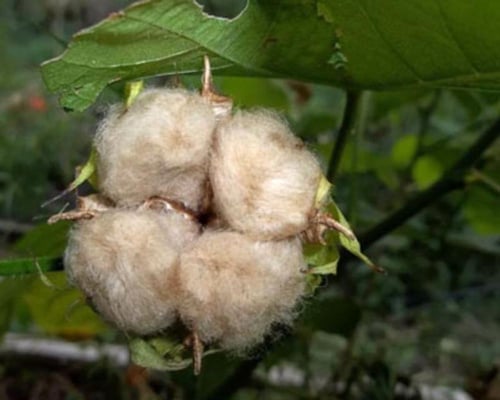 بذور قطن بني - Sea Island Brown Cotton Seeds