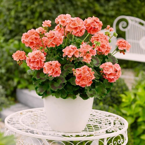 بذور جيرانيوم سالمون - Salmon Geranium Seeds