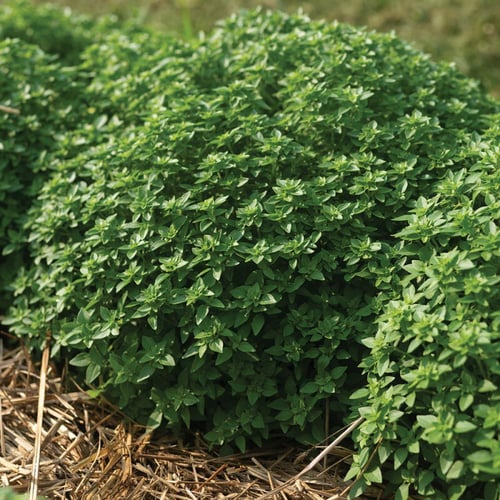 بذور ريحان يوناني قزمي - Greco a Palla Basil Seed