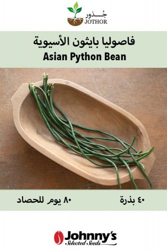 بذور فاصوليا بايثون الأسيوية - Python Bean Seeds