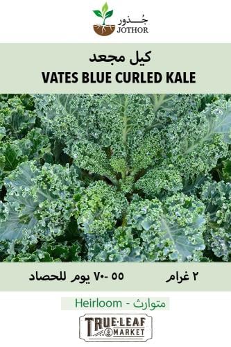 بذور كيل مجعد - Kale Vates Blue Scotch Curled Seed...