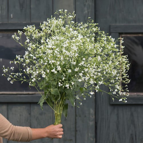بذور جيسوفيلا - Baby's Breath Gypsophila Seed