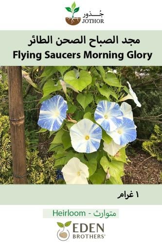 بذور مجد الصباح الصحن الطائر - Flying Saucers Morn...