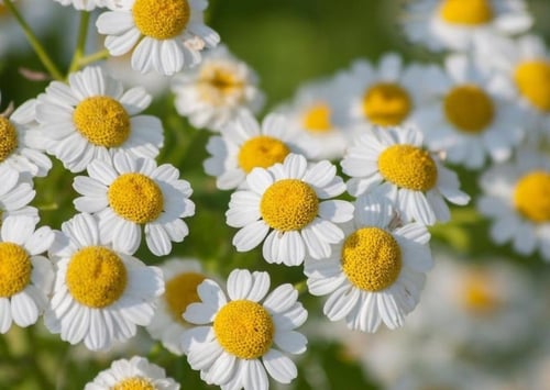 بذور اقحوان - Feverfew Seeds