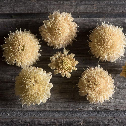 بذور سكابيوسا الخوخ - Fata Morgana Scabiosa Seeds