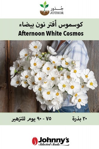 كوسموس افتر نون البيضاء - Afternoon White Cosmos S...