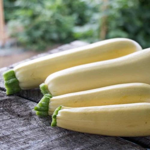 بذور كوسا شيفون - Chiffon Zucchini Seeds